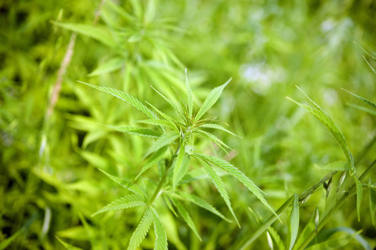 Congress recently voted to legalize hemp