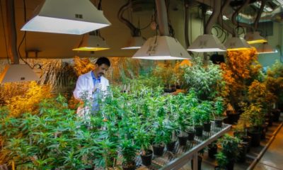 First-Ever Cannabis Research Lab in Washington Goes Live
