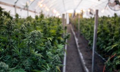 Large cannabis cultivation and delivery business to open in north Sacramento