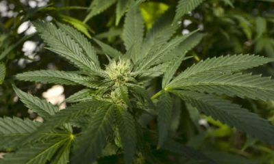 Marlboro's parent Altria enters into the legal cannabis market