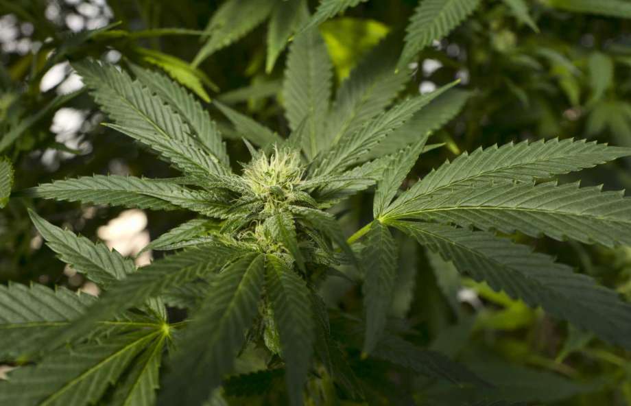 Marlboro's parent Altria enters into the legal cannabis market