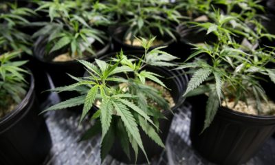Pennsylvania removes 8 marijuana research applications providing improper information