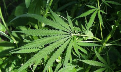Reduce taxes and regulations on Marijuana, says some at forums