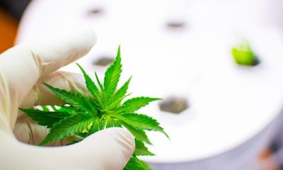 State sharpens Franklin Labs-LECOM medical cannabis research center plan