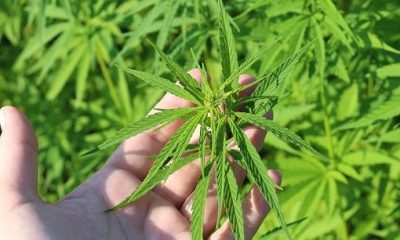 Texas unable to monitor Cannabis