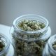 Kamala Harris Jokes About CBD to Make a Serious Point on Cannabis Reform